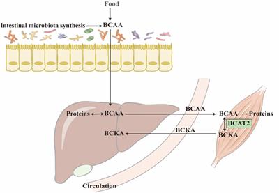 The Role of Branched-Chain Amino Acids and Branched-Chain α-Keto Acid Dehydrogenase Kinase in Metabolic Disorders